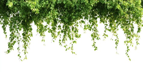 Lush green ivy vines cascading down on a white background, ideal for design elements.