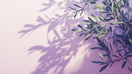 Olive branch with shadow on pink background.