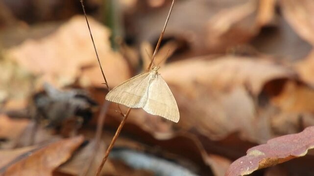 [4K] Winter Moths (Geometridae) Flying Over Dead Leaves: Rare Wildlife Footage in Late Autumn Forest 【4K】晩秋の森で舞うフユシャク：枯れ葉の上を飛び交う冬の蛾の貴重な生態映像素材風景素材 撮影日：20241116-3