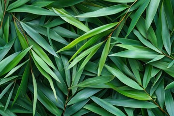 Fototapeta premium Lush green bamboo leaves background texture.
