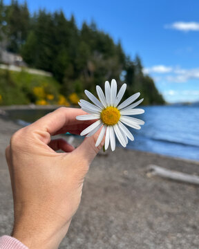 Woman&rsquo;s Hand Holding a Daisy in Villa La Angostura
