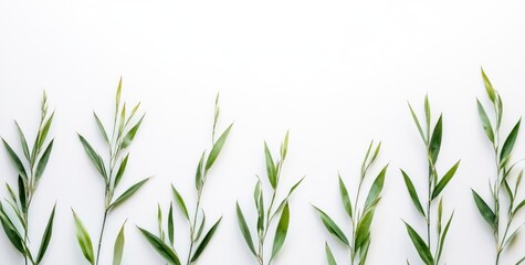 Fototapeta premium Green leaves arranged on white background.