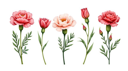 Fototapeta premium Elegant pink and peach carnations, buds, and leaves against a stark black background. A captivating display of botanical artistry., cut out
