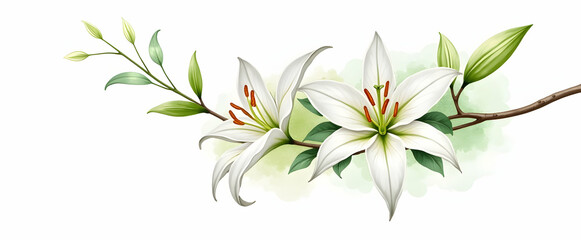 Obraz premium Pure white lilies gracefully bloom, their petals unfurling in serene beauty against a soft, watercolor-like green backdrop. A delicate portrayal of nature's elegance.