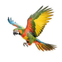 Obraz premium Flying parrot with a vibrant coloration isolated on white background