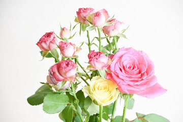 カラフルな薔薇