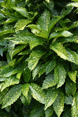 Spotted laurel leaves - Japanese laurel - Japanese aucuba - gold dust plant - Aucuba japonica -...