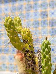 Fototapeta premium view of a small green and healthy cactus against a wall with tiles outdoor