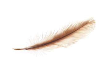 High-Quality PNG of brown feather of a hen Isolated on White Background – High Resolution