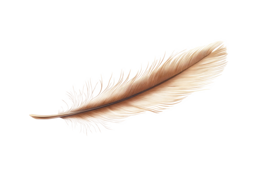 High-Quality PNG of brown feather of a hen Isolated on White Background – High Resolution
