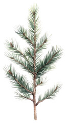 PNG Screw Pine pine illustration watercolor.