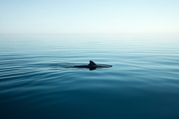 A single shark fin emerges from calm ocean water