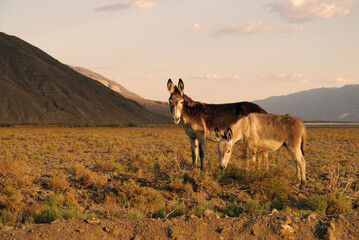 Fototapeta premium Death Valley Donkeys