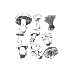 Mushroom engraving design vector template