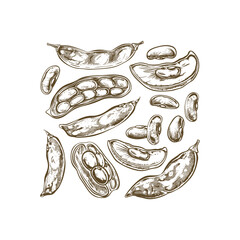 Green beans engraving design vector template