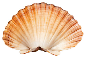 PNG Seafood seashell clam transparent background.