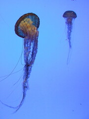 Aquarium Friends, Georgia, 2008