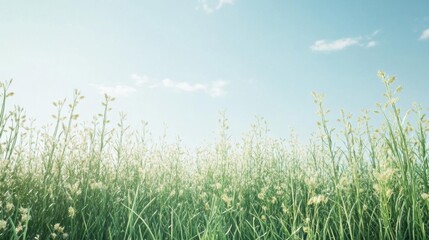 Green Grass Swaying Gently Under Blue Sky with Wispy Clouds. Summer Meadow.