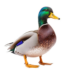Obraz premium mallard duck isolated on white