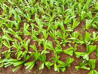 green grass background