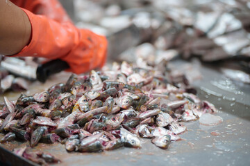 Inspector in the manufacturing industry, machinery control, technology, quality control