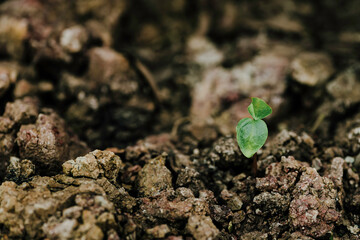 Young plant sprouting on cracked dry soil, symbolizing resilience.