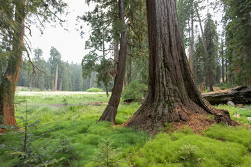 Fototapeta premium Towering sequoia trees cast a warm glow on the road at sunset, inviting visitors to explore the beauty of the national park.
