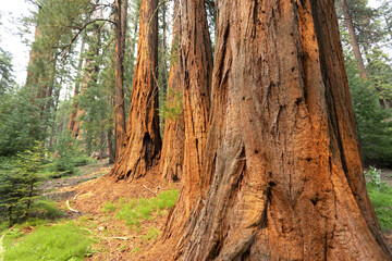 Towering sequoia trees cast a warm glow on the road at sunset, inviting visitors to explore the beauty of the national park.