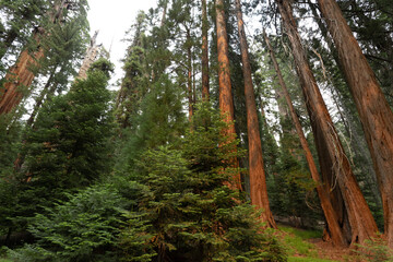 Towering sequoia trees cast a warm glow on the road at sunset, inviting visitors to explore the beauty of the national park.