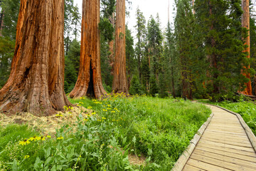 Towering sequoia trees cast a warm glow on the road at sunset, inviting visitors to explore the...