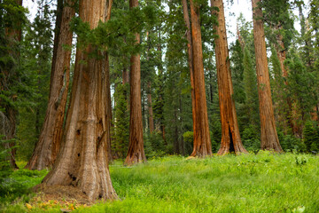 Towering sequoia trees cast a warm glow on the road at sunset, inviting visitors to explore the beauty of the national park.
