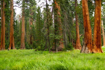 Fototapeta premium Towering sequoia trees cast a warm glow on the road at sunset, inviting visitors to explore the beauty of the national park.
