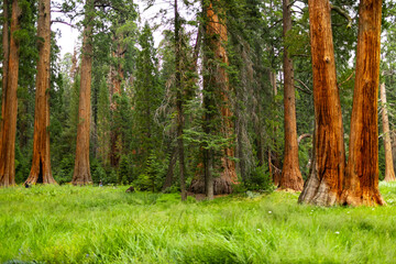 Towering sequoia trees cast a warm glow on the road at sunset, inviting visitors to explore the beauty of the national park.