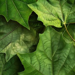 Intense Green Leaf Veins in Close-Up Detail, Close up of leaf veins, Lush Green Leaf Texture Background with Delicate Veins and Vibrant Coloration.

