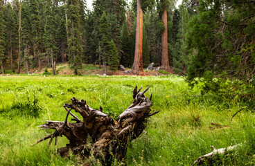 Towering sequoia trees cast a warm glow on the road at sunset, inviting visitors to explore the...