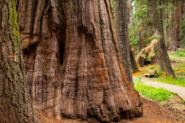 Towering sequoia trees cast a warm glow on the road at sunset, inviting visitors to explore the beauty of the national park.
