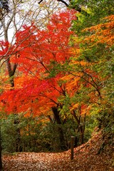Naklejka premium 高崎山の紅葉