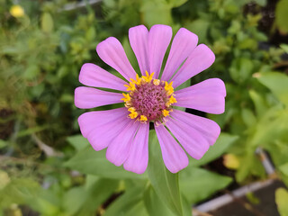 Obraz premium Vibrant Pink Flower