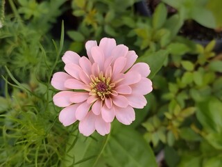 Delicate Pink Flower