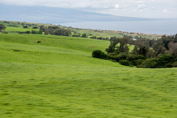 Fototapeta premium Lush Green Landscape