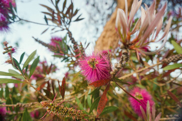Beautiful Callistemon speciosus flowers in the garden.