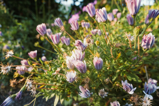 Beautiful Cicerbita plumieri flowers in the garden.
