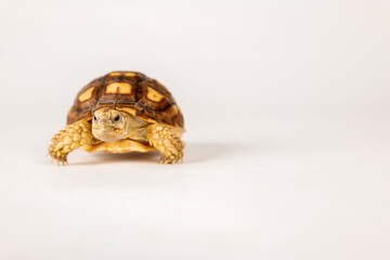 Meet the sulcata tortoise in this isolated portrait against a white background. This little African reptile is a true beauty, showcasing nature's exquisite design and pattern.