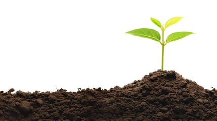 White background with a significant dirt pile of soil standing out, Pure earthy substance in a simple setting, Dirt pile showing natural texture and color of soil, Earthy element on plain white