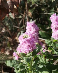 接写したストックの花