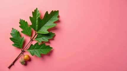 A sprig of oak leaves and acorns arranged on a vibrant pink background, providing a minimalist nature-inspired design element.