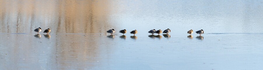 Winter Scenery of Reed Wetland Lake