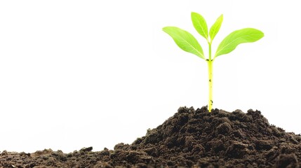 White background with a significant dirt pile of soil standing out, Pure earthy substance in a simple setting, Dirt pile showing natural texture and color of soil, Earthy element on plain white 