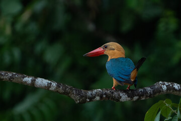 Fototapeta premium The stork-billed kingfisher (Pelargopsis capensis)
