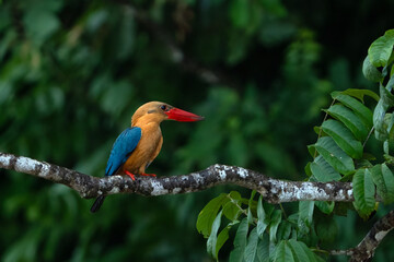 The stork-billed kingfisher (Pelargopsis capensis)